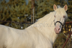Cremello-4-Jahre_22