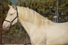Cremello-4-Jahre_25