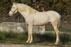 Cremello-4-Jahre_29