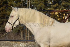 Cremello-4-Jahre_33