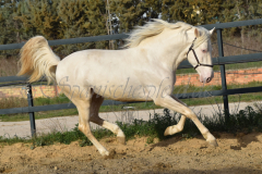 Cremello-4-Jahre_45
