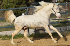 Cremello-4-Jahre_46