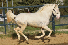 Cremello-4-Jahre_47