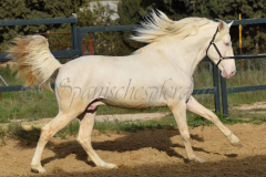 Cremello-4-Jahre_48