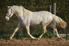Cremello-4-Jahre_49