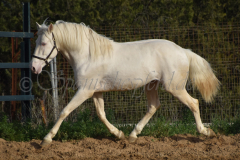 Cremello-4-Jahre_50