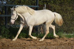 Cremello-4-Jahre_51