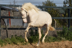 Cremello-4-Jahre_52