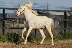 Cremello-4-Jahre_53
