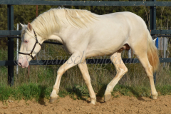Cremello-4-Jahre_55