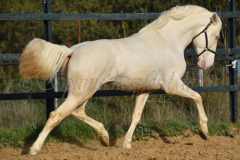Cremello-4-Jahre_56