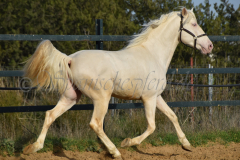 Cremello-4-Jahre_57