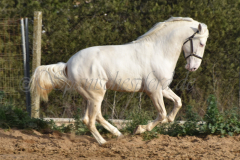 Cremello-4-Jahre_59