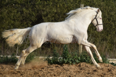 Cremello-4-Jahre_60
