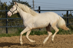 Cremello-4-Jahre_65