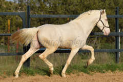 Cremello-4-Jahre_66