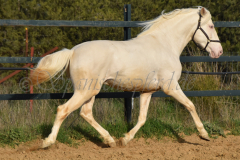 Cremello-4-Jahre_67
