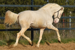 Cremello-4-Jahre_68
