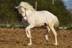 Cremello-4-Jahre_71