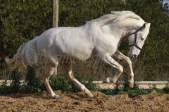 Cremello-4-Jahre_74