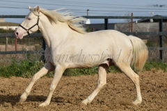 Cremello-4-Jahre_75