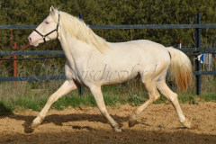 Cremello-4-Jahre_82