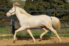Cremello-4-Jahre_84