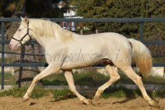Cremello-4-Jahre_86