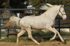 Cremello-4-Jahre_90