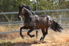 Diluvio-RT_039
