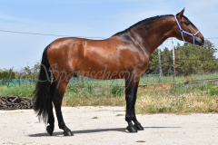 Duque-de-Acedo_011