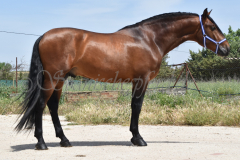 Duque-de-Acedo_020
