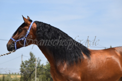 Duque-de-Acedo_040