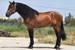 Duque-de-Acedo_045