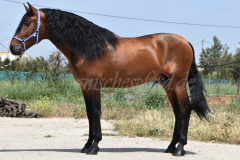 Duque-de-Acedo_058