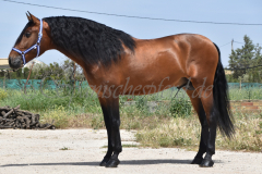 Duque-de-Acedo_064