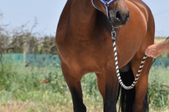 Duque-de-Acedo_078