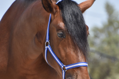 Duque-de-Acedo_090