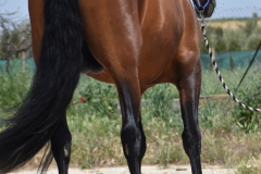 Duque-de-Acedo_106