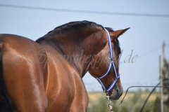 Duque-de-Acedo_119