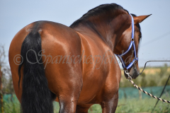 Duque-de-Acedo_126