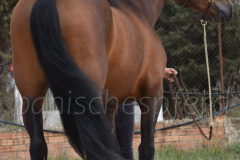 Duque-de-Acedo_127