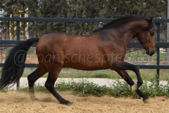 Duque-de-Acedo_149