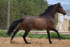 Duque-de-Acedo_162