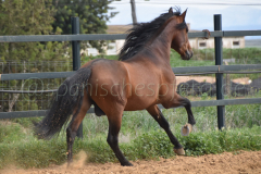 Duque-de-Acedo_169
