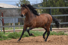 Duque-de-Acedo_182