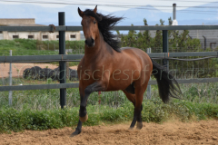 Duque-de-Acedo_190