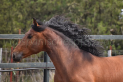 Duque-de-Acedo_193