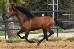 Duque-de-Acedo_198