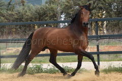 Duque-de-Acedo_210